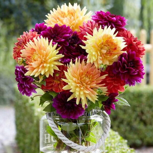 Votaniki Dahlia Sugar Plum Mix Tubers - Large Blooms, Attract Pollinators, Versatile, Perennial Dahlia Flower Tuber for Planting - Low Maintance & Easy to Grow