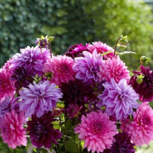 Votaniki Dahlia Lavender Blush Mix Tuber - Perennial, Large Blooms, Dahlia Dinnerplate Lavender Blush Tubers for Planting - Hardy and Reliable for Yearly Blooms