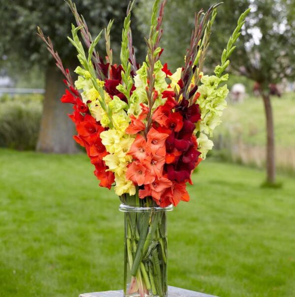 Votaniki Sunset Gladiolus Mix Bulbs for Planting - Large Flowering Gladiolus Bulb, Long-Lasting Cut Flowers, Attracts Hummingbird and Butterflies, Easy to Grow