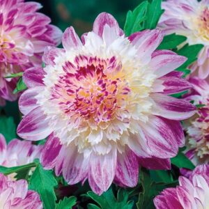 Votaniki Powder Puff Dahlia Que Sera - Perennial, Long Lasting Blooms, Dahlia Que Sera Bare Root Ready to Plant | Easy to Grow and Low Maintenance Dahlia