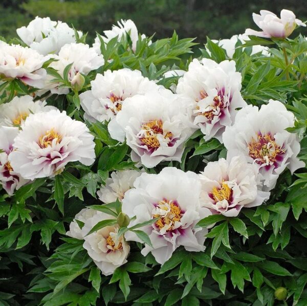 Votaniki XXL Cora Louise Peony Tuber - Itoh Peony (Paeonia Cora Louise) Bareroots for Planting XXL Size Tuber 10+ Eyes