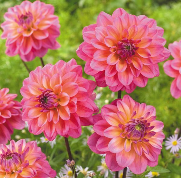 Votaniki Great Silence Dahlia Tuber - Large Blooms Perennial, Dahlia Decorative Great Silence Tuber - Vibrant and Dramatic Blooms for Outdoor Space - Easy to Grow