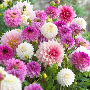 Votaniki Dahlia Decorative Pastel Mix Bulbs - Dahlia Flower Bulbs for Planting - Premium Quality Dahlia Bulbs - Pastel Pink Lavender Magenta and White Blooms