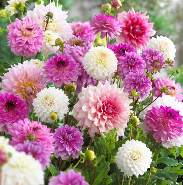 Votaniki Dahlia Decorative Pastel Mix Bulbs - Dahlia Flower Bulbs for Planting - Premium Quality Dahlia Bulbs - Pastel Pink Lavender Magenta and White Blooms