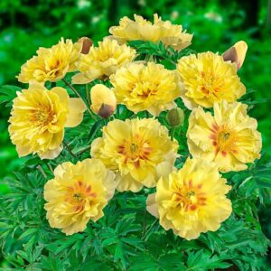 Votaniki XXL Bartzella Itoh Peony Bulbs for Planting - Large, Vibrant Yellow Flower - Perfect for Cutting - Easy to Grow XXL Size Tuber 10+ Eyes