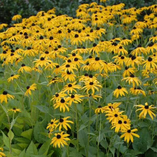 Votaniki Black Eyed Susan Bulbs - Perennial, Yellow Blooming Flower Black Eyed Susan (Rudbeckia Hirta) | Bloom in Late Summer & Early Fall - Easy to Grow