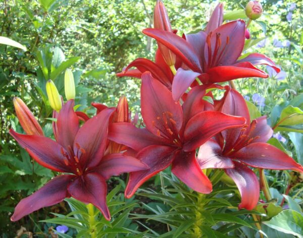 Votaniki Black Out Lily Bulbs - Dark Red & Black Lily Flowers Bulbs | Easy to Grow, Perfect for Cut, Long-Lasting Blooms - Lily Bulbs for Planting