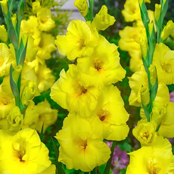 Votaniki Yoyo Gladiolus Mix Bulbs - Versatile, Long Blooming, Perennial Gladiolus Large Flowering Bulbs - Easy to Grow and Maintain