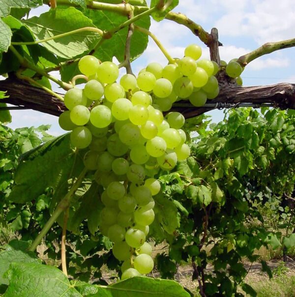 Votaniki Himrod Seedless Grape Bare Root for Plant - Perennial, Sweet, Juicy, and Seedless Grape, | Grape Bare Root - Easy to Grow