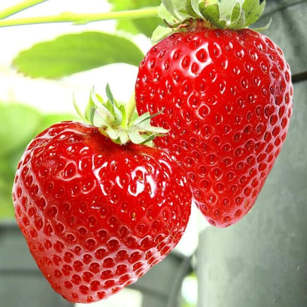 Votaniki Strawberries Honeoye Bare Root - Large Berry, High Yielding Perennial Junebearing Strawberry Plants | Perfect fo Container & Ground Cover - Easy to Grow