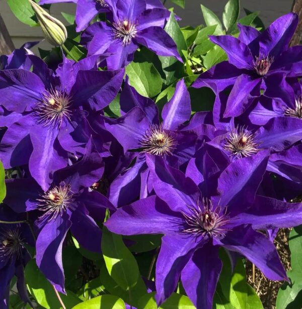 Votaniki Clematis The President Roots - Perennial Flower, Vibrant Blooms | Clematis The President - Starter Plants Ready for The Garden - Purple Blue Flowering Vine, Easy to Grow