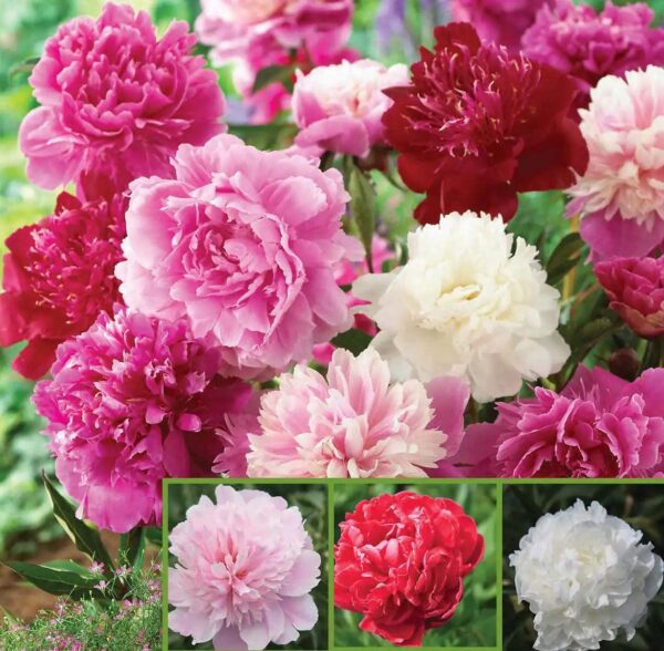 Double Peony Mixed Bare Root - Perennial, Fragrant Long Lasting Blooms | Paeonia Lactiflora Flower - Easy to Grow - Perfect for Cut