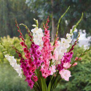 Votaniki Sorbet Gladiolus Mix Bulbs - White, Pink and Burgundy, Perennial Gladiolus Flowering Bulbs | Large Blooms, Easy to Grow, Perfect for Cut