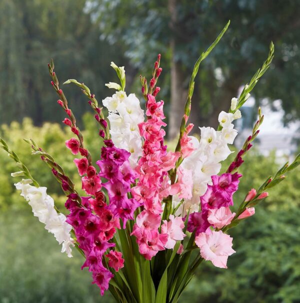 Votaniki Sorbet Gladiolus Mix Bulbs - White, Pink and Burgundy, Perennial Gladiolus Flowering Bulbs | Large Blooms, Easy to Grow, Perfect for Cut