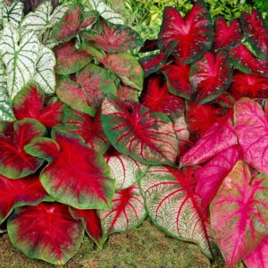 Votaniki Caladium Fancy Mix Bulbs - Perennial, Beautiful & Easy to Grow Caladium Mix Bulbs - Perfect Solution for Garden Enthusiasts | Stylish and Vibrant Caladium