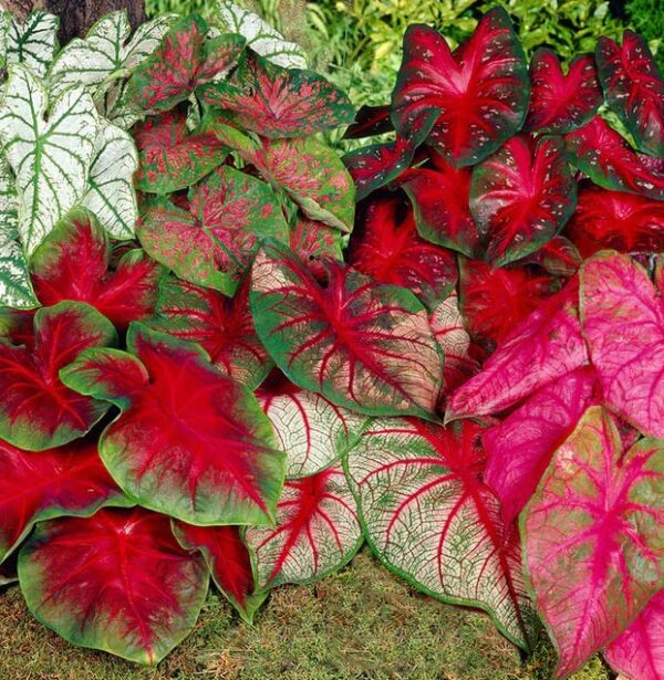 Votaniki Caladium Fancy Mix Bulbs - Perennial, Beautiful & Easy to Grow Caladium Mix Bulbs - Perfect Solution for Garden Enthusiasts | Stylish and Vibrant Caladium