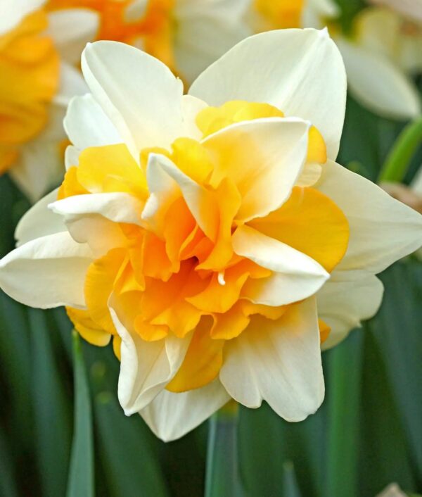 Votaniki Daffodil Sweet Desire - Perennial Double Daffodil (Narcissus Double 'Sweet Desire') Bulbs for Planting | Long Lasting, Blooms, Spring Flower Bulbs, Easy to Grow Daffodil