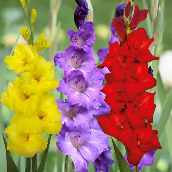 Votaniki Yoyo Gladiolus Mix Bulbs - Versatile, Long Blooming, Perennial Gladiolus Large Flowering Bulbs - Easy to Grow and Maintain