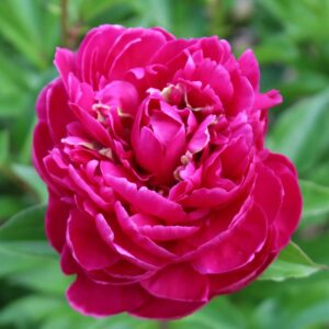 Votaniki Karl Rosenfield Peony Bulbs - Double Blooms, Fragrant Flower | Versatile and Hardy Garden Plant, Peony Large Flowering Bulbs for Planting, Perfect for Cut Flowers