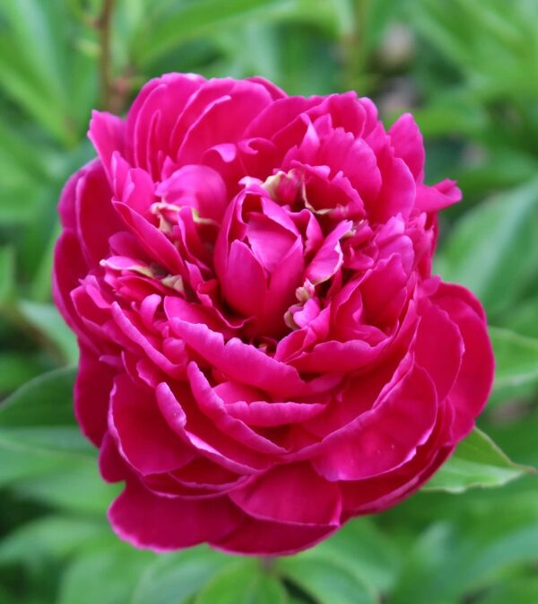 Votaniki Karl Rosenfield Peony Bulbs - Double Blooms, Fragrant Flower | Versatile and Hardy Garden Plant, Peony Large Flowering Bulbs for Planting, Perfect for Cut Flowers