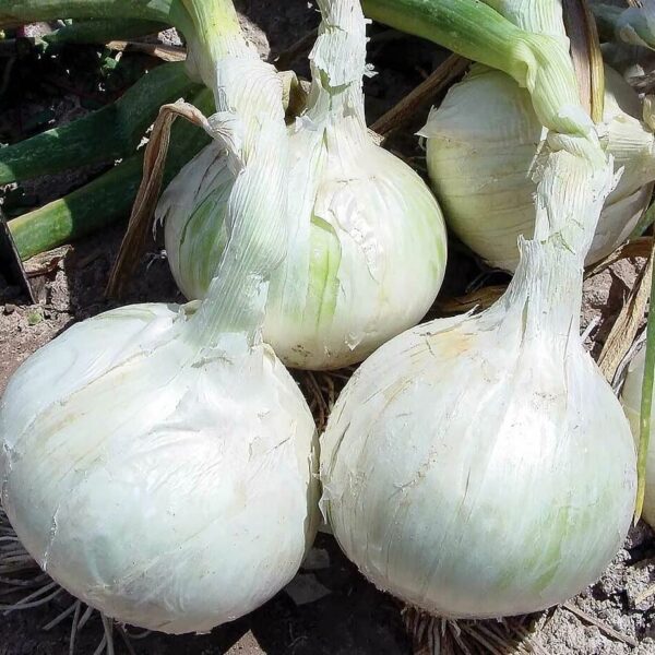 Votaniki Snowball White Onion Bulbs - Long Storage Life, Sweet Flavor Onions Set | Perfect Addition to Vegetable Garden - Easy to Grow