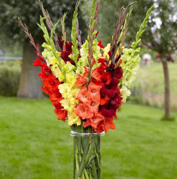 Votaniki Tropical Sunrise Gladiolus Mix Bulbs - Perennial Tropical Berry Gladiolus Bulbs for Planting | Multi-Colored Gladiolus, Large Blooms, Easy to Grow