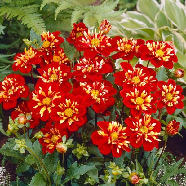 Votaniki Impression Festivo Collarette Dahlia - Perennial Red Flowering Dahlia Bulbs for Planting | Long Lasting Blooms, Summer Flowering Bulbs - Easy to Grow