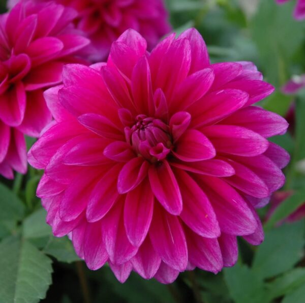 Votaniki Le Baron Dahlia Root - Perennial Decorative Dahlia, Flower - Hardy and Low Maintenance Flowering Root | Easy to Grow Perfect for Cut