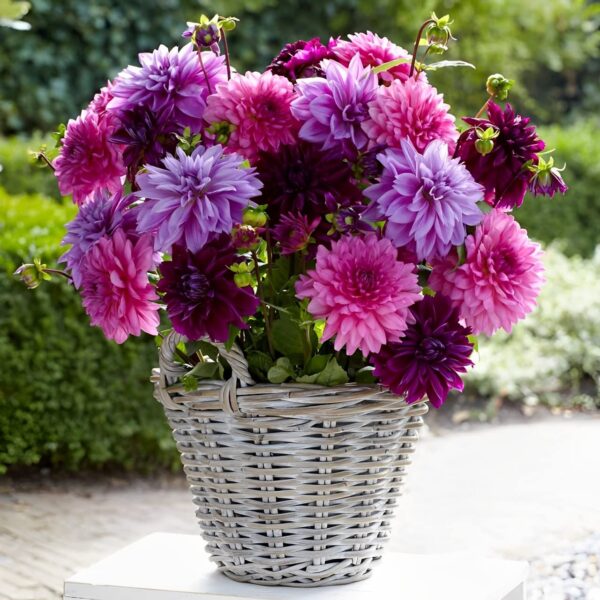 Votaniki Dahlia Lavender Blush Mix Tuber - Large Blooms, Dahlia Dinnerplate Lavender Blush - Perennial Dahlia for Spectacular Garden Display