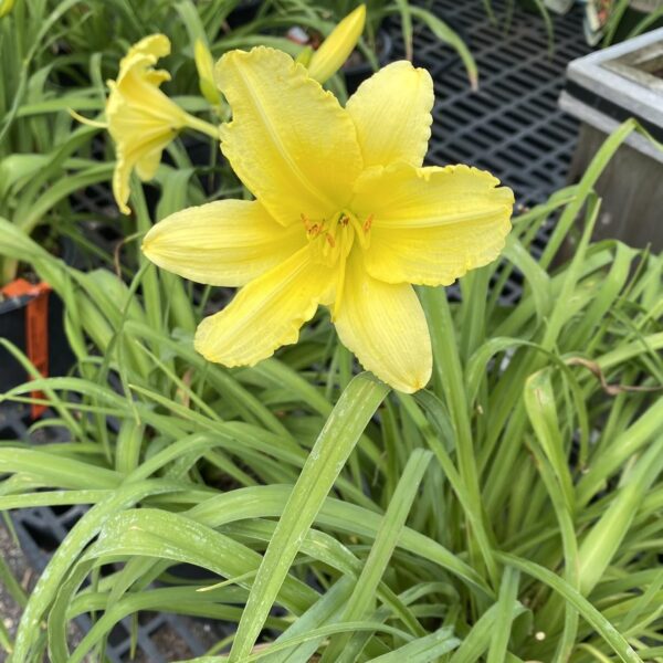 Votaniki Hemerocallis 'Stella Supreme Daylily' - Vibrant and Resilient Perennial, Daylily Bare Root for Plant | Blooms Year After Year - Captivating Garden Beauty