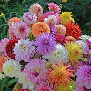 Votaniki Dahlia Mix Bulbs - Attracts pollinators, Long Lasting Blooms - Mixed Dahlia Flower Bulbs for Stunning Garden Display | Low-Maintenance and Easy to Grow