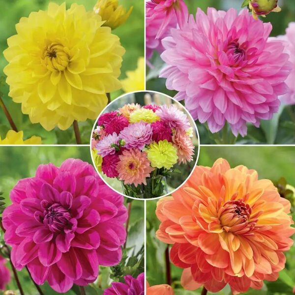 Votaniki Dahlia Summer Jewels Mix Tubers - Perennial, Versatile, Long Blooming Period - Vibrant and Colorful Addition to Any Garden | Low Maintenance & Easy to Grow