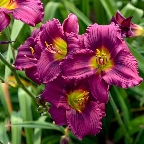 Votaniki Little Grapette Daylily Bare Root - Perennial Daylily, Long Lasting Blooms, Captivating Garden Addition | Outdoor Gardening Daylily Flower Plants