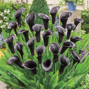 Votaniki Odessa Calla Lily Bulbs - Versatile, Long Lasting Beauty, Hybrid Calla Lily Odessa | Vibrant Blooms for Stunning Gardens - Easy to Grow and Low Maintenance