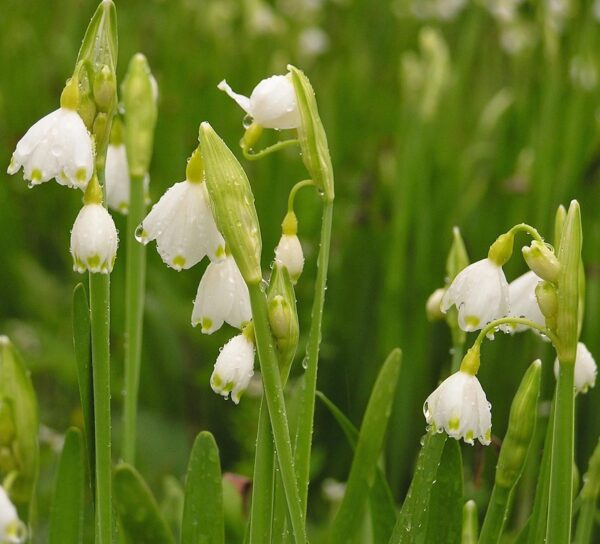 Votaniki Leucojum Aestivum (Summer Snowflake) Bulbs - Large Flower, Perennial & Long Lasting Blooms | Spring Flower Bulbs, Summer Snowflake or Loddon Lily - Easy to Grow