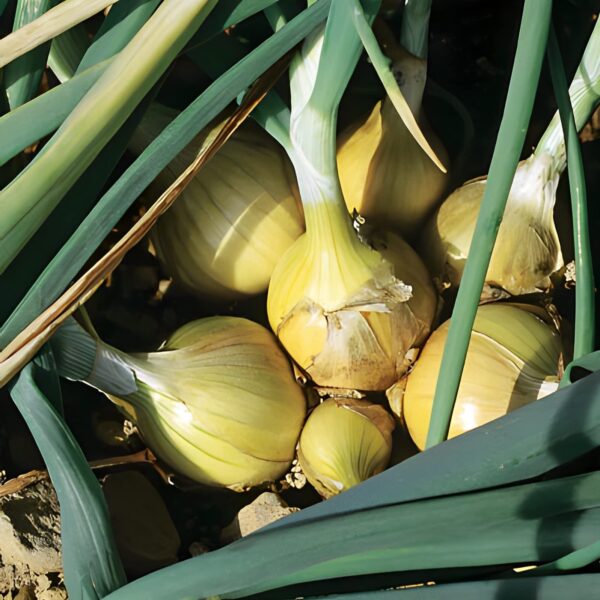 Votaniki Yellow Stuttgarter Onion Bulbs - Large and Sweet Onions, Highly Productive Onion Bulbs for Planting - Easy to Grow and Low Maintenance