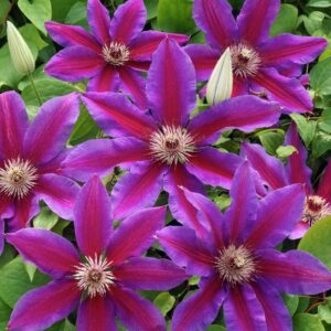 Votaniki Fireworks Clematis Roots for Planting - Perennial, Large Bloom Clematis | Beautiful Deep Pink and Purple Flowering Vine - Starter Plants Ready for Garden