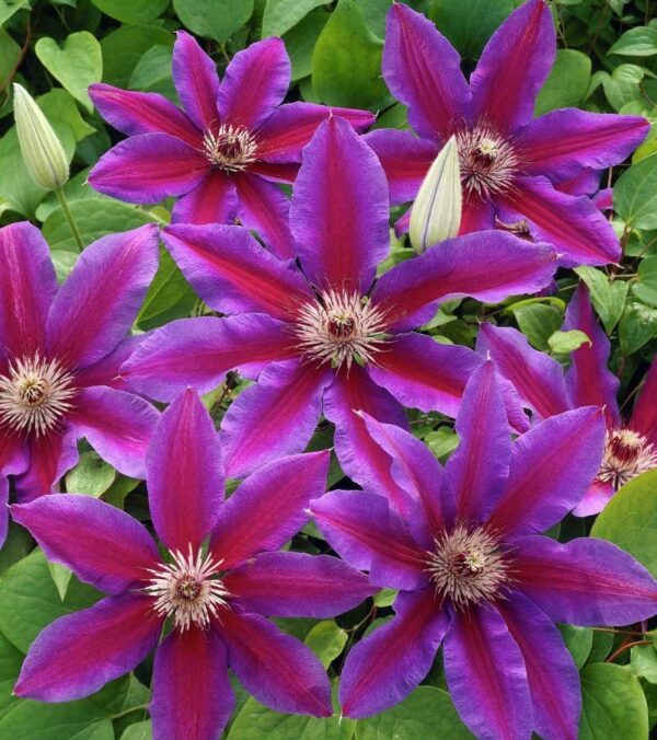 Votaniki Fireworks Clematis Roots for Planting - Perennial, Large Bloom Clematis | Beautiful Deep Pink and Purple Flowering Vine - Starter Plants Ready for Garden