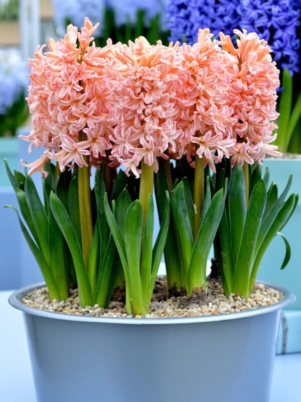 Votaniki Gypsy Queen Hyacinth Bulbs - Perennial (Dutch Hyacinth), Fragrant Blooms | Top Sized Hyacinth Bulbs 16/17 Cm - Spring Flower Bulbs