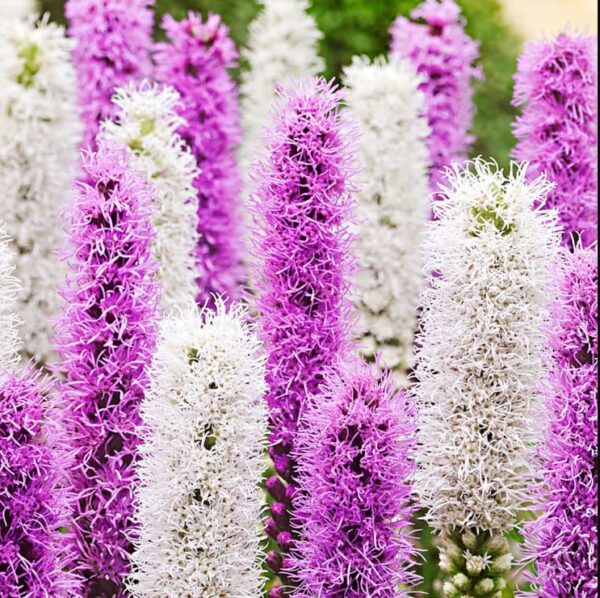 25 Votaniki Roots Liatris Plants Mix Flower Bulbs for Fall Planting Perennial Flower Seeds Liatris Bulbs Live Plants - Giant Perennial Flower Plants, Seeds & Bulbs