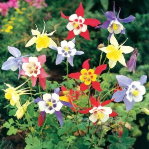 Votaniki Aquilegia Giant Mix Bulbs - Perennial Flower Plants, Large Flowering Bulbs | Long-Lasting Aquilegia Blooms, Attractive to Pollinators, Easy to Grow - Aquilegia Flowering Bulbs for Planting