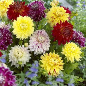 Votaniki Striped Dinnerplate Dahlia Mix Bulbs - Long-Lasting Blooms, Perennial Dahlia Flowering Bulbs for Planting | Easy to Grow, Perfect for Cut - Large Dahlia Blooms