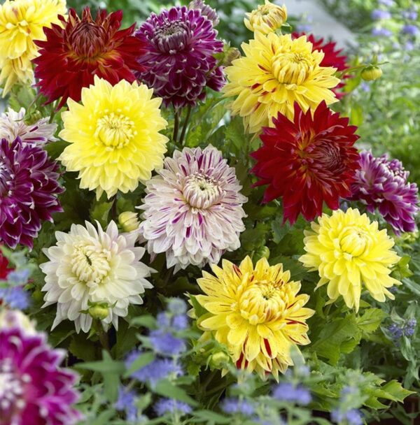 Votaniki Striped Dinnerplate Dahlia Mix Bulbs - Long-Lasting Blooms, Perennial Dahlia Flowering Bulbs for Planting | Easy to Grow, Perfect for Cut - Large Dahlia Blooms