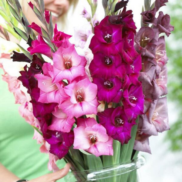 Votaniki Sorbet Gladiolus Mix Bulbs - White, Pink and Burgundy, Perennial Gladiolus Flowering Bulbs | Large Blooms, Easy to Grow, Perfect for Cut