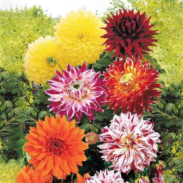 Votaniki Dinnerplate Dahlia Mix Bulbs - Large Blooms, Attracts Pollinators, Perennial Dahlia Flower Bulbs for Planting | Perfect Addition to Any Garden