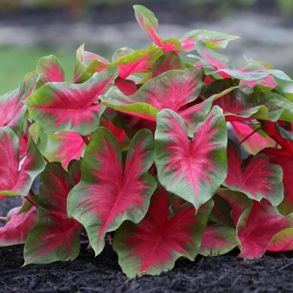 Votaniki Florida Cardinal Caladium Bulbs - Angel Wings, Perennial Plant, Create Dramatic Displays with Large Florida Cardinal Leaves - Perfect for Indoors or Outdoors