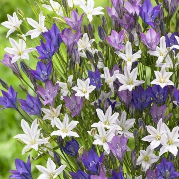 Votaniki Triteleia Mix Bulbs - Easy to Grow, Drought Tolerant and Long-Lasting Flowers | Vibrant, Low-Maintenance Triteleia Flowering Bulbs for Planting