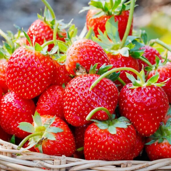 Votaniki Eversweet Strawberry - Perennial Strawberry Bare Roots Ready to Plant | Large Fruits, High Yielding Sweet Strawberry Plants - Easy to Grow