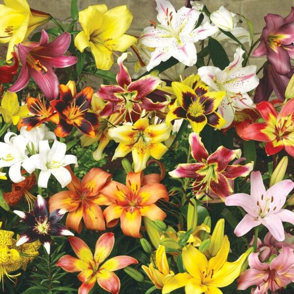 Votaniki Oriental & Asiatic Lily Mix Bulbs - Perennial, Versatility, Long Lasting Blooms, Lily Bulbs for Planting - Low Maintance and Perfect for Any Garden