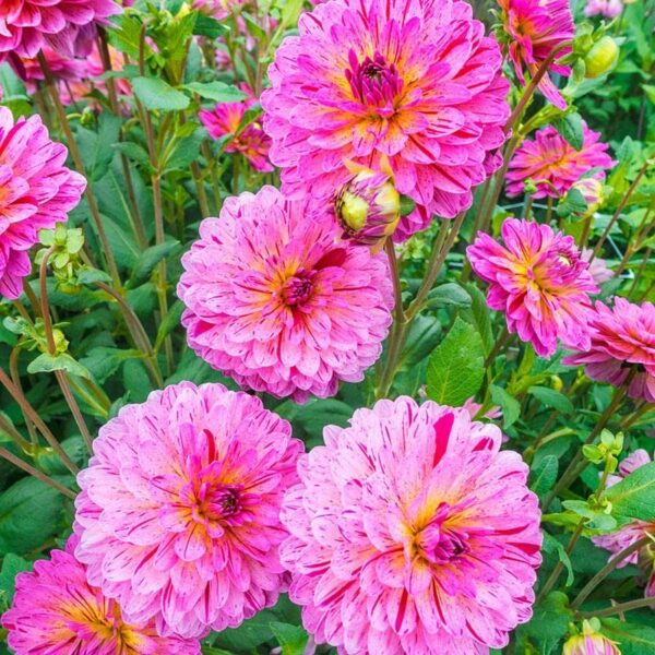 Votaniki Dahlia Tropical Bulbs - Perennial, Large Blooms, Versatility Tropical Dahlia | Long Blooming Period - Easy to Plant and Care for, Perfect for Any Gardener